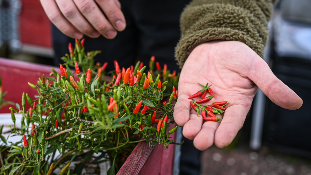 Chilischoten in der Hand