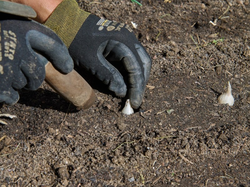 GemÃ¼se wird in einem Garten angebaut und ins Beet gepflanzt.