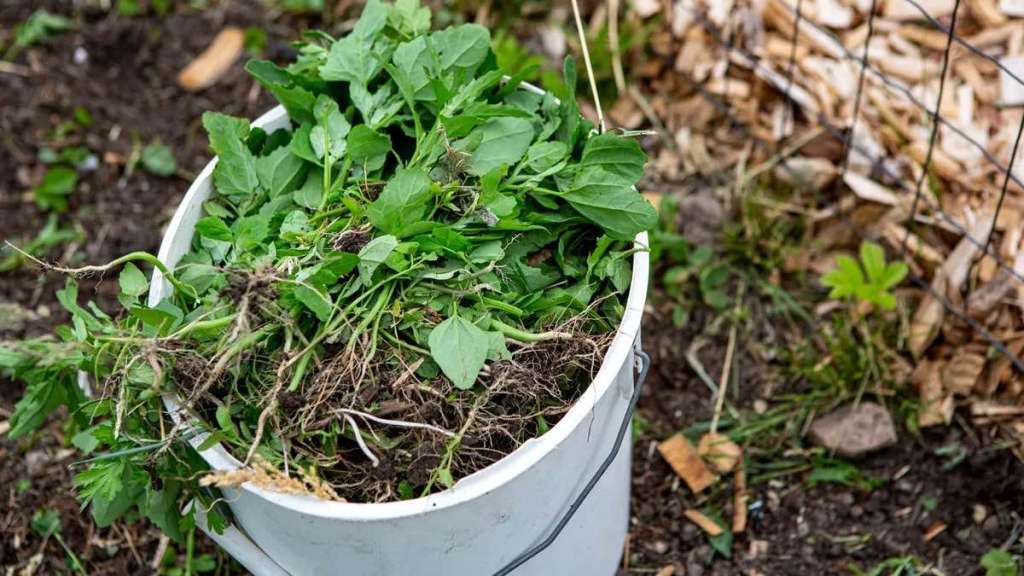 Ein Foto von Unkraut in einem weißen Eimer in einem Garten, Konzeptfoto für Gartenarbeit im März.