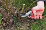 Ein Foto zeigt die Hand eines Gärtners beim Rosen schneiden mit einer Gartenschere.