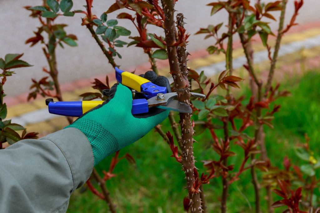 Ein Foto von einer behandschuhten Hand mit einer Gartenschere beim Rosen schneiden.