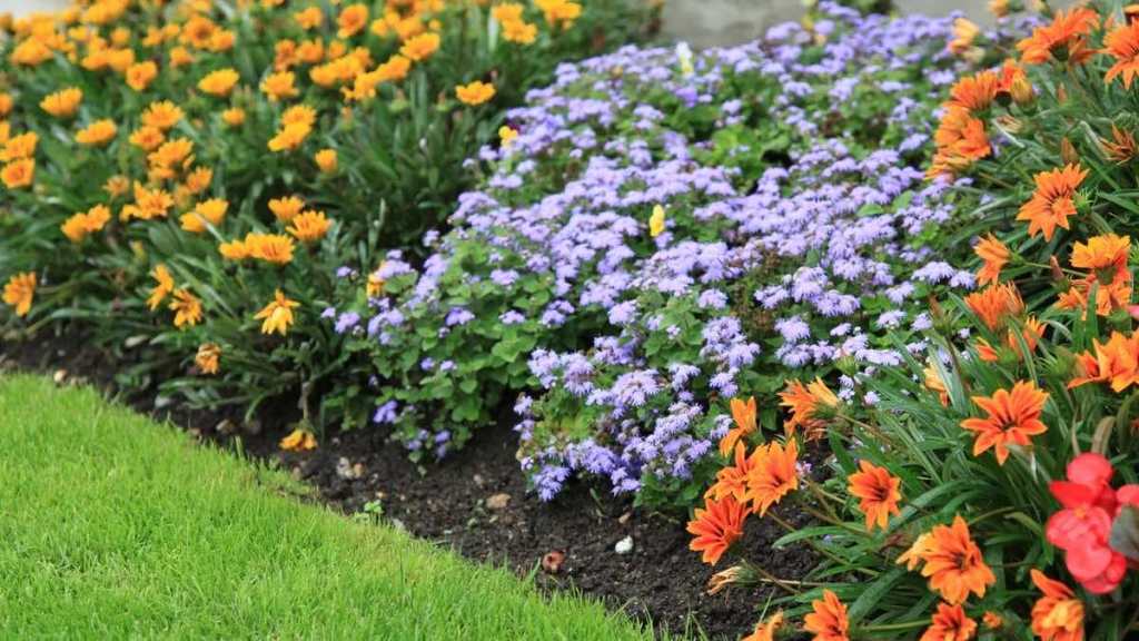 Ein blühendes Blumenbeet mit Sommerblumen.