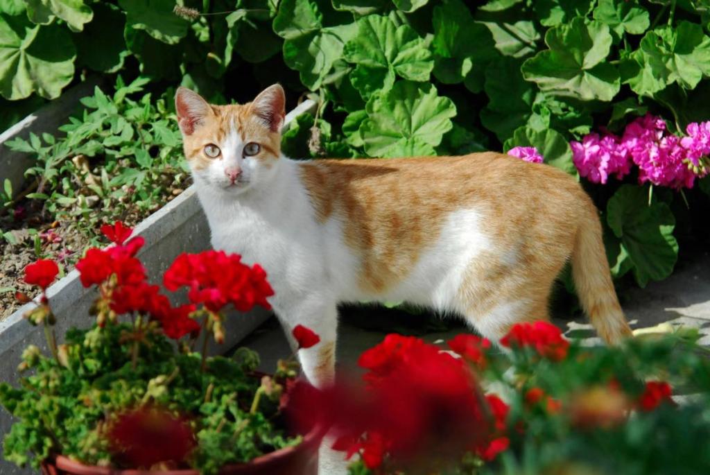 Eine Katze schaut auf rote Geranien auf einem Balkon.