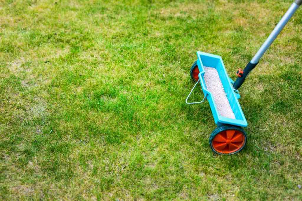 Ein Streuwagen wird zum Rasen düngen über eine Grasfläche geschoben.