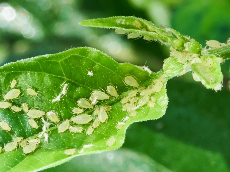 4 Hausmittel gegen grüne Blattläuse