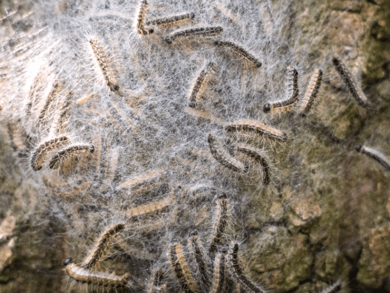 Viele Eichenprozessionsspinner versammelt auf einem Baum.