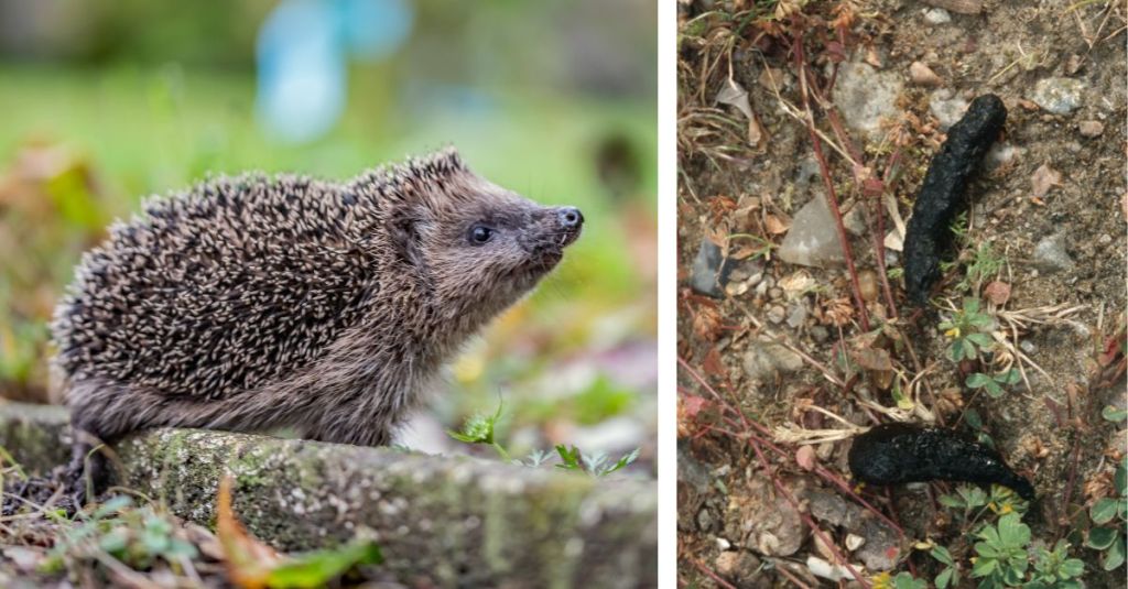 Igel und Kot