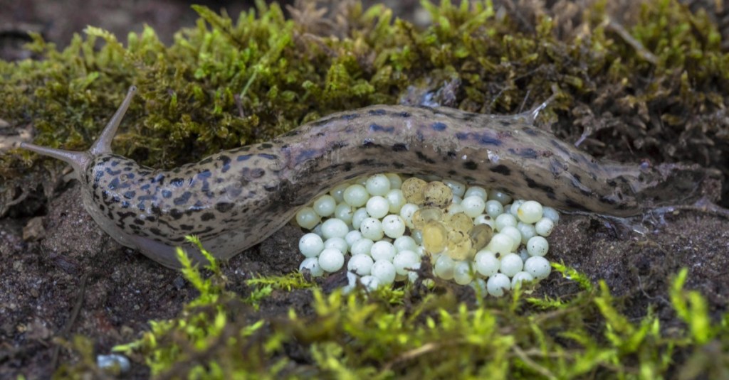 Tigerschnegel auf Eier-Gelege einer Nacktschnecke