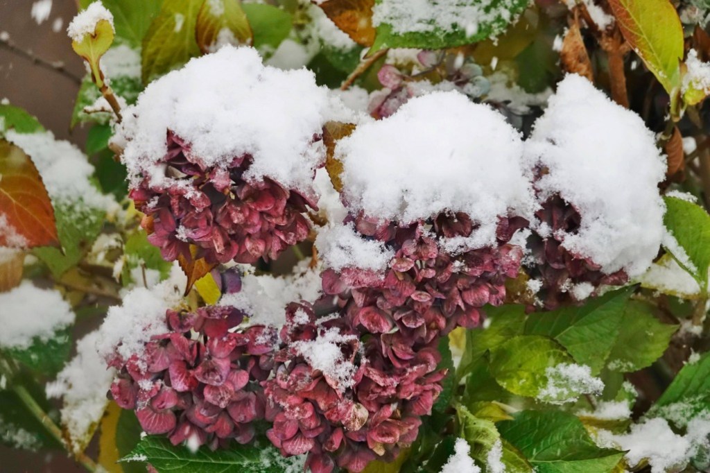 Hortensie mit Schnee