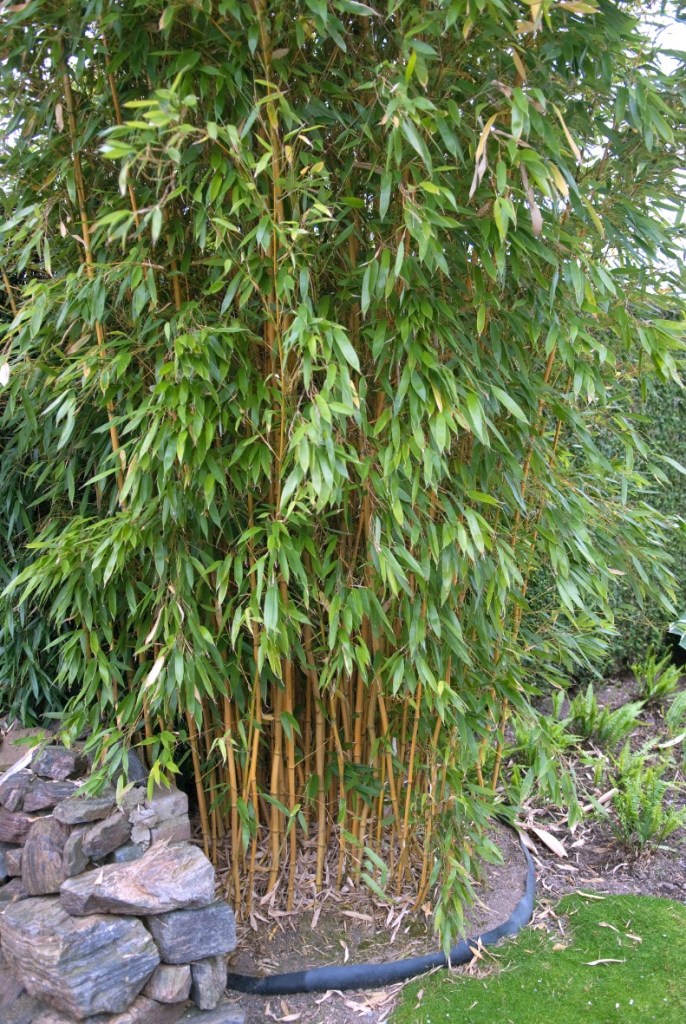 Prächtig gewachsener Bambus