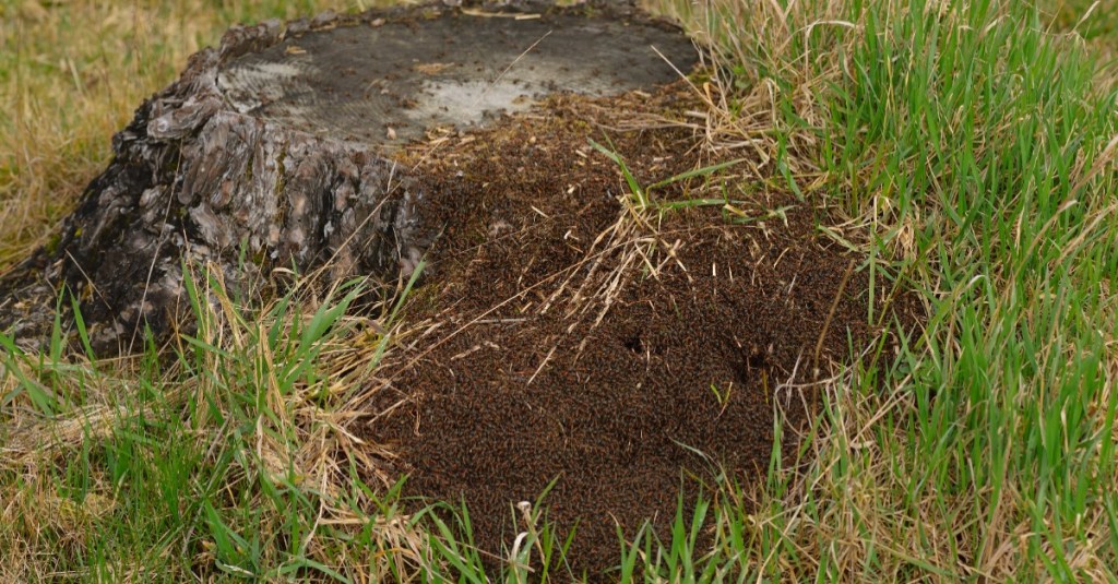 Ameisen beginnen mit dem Nestbau an einem Baumstumpf