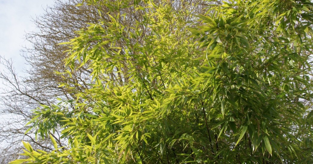 Bambus als Sichtschutz