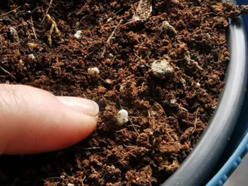 Finger zeigt auf kleine Fliegen in der Blumenerde. Diese kann man mit Hausmitteln bekämpfen.