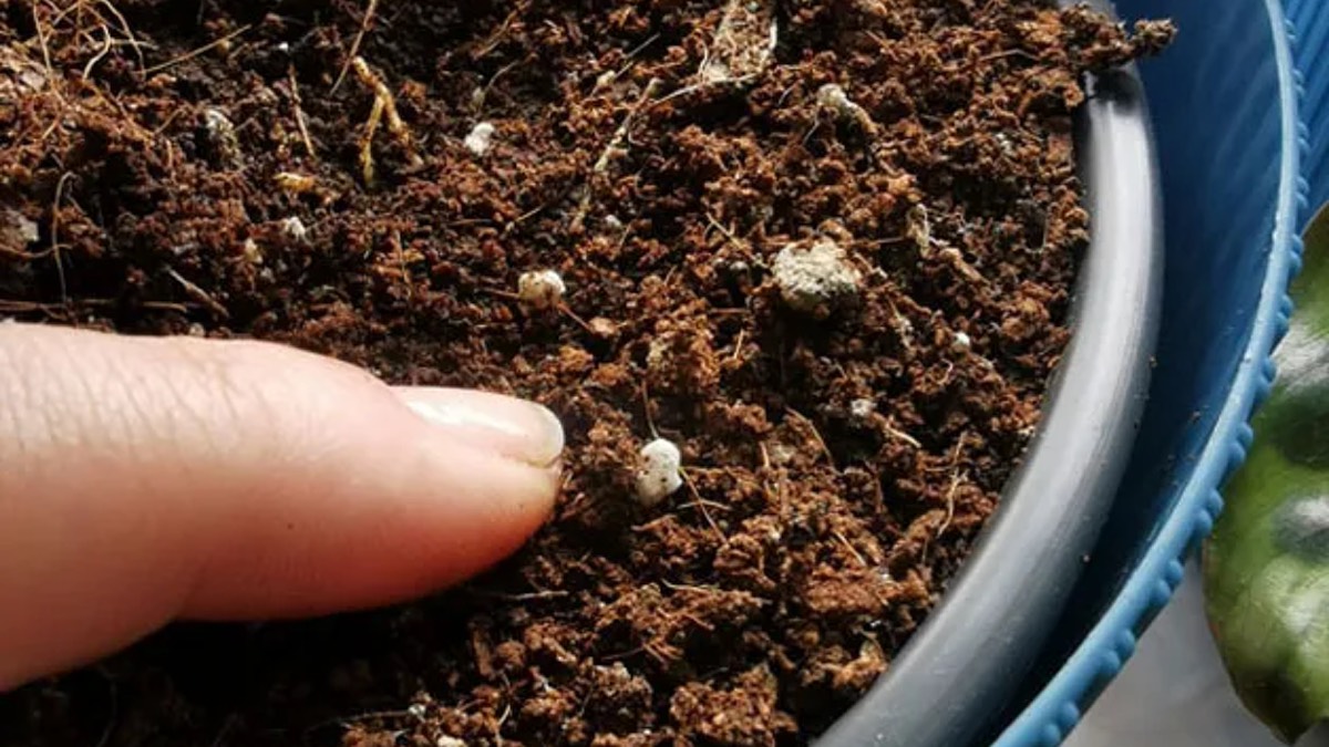 Finger zeigt auf kleine Fliegen in der Blumenerde. Diese kann man mit Hausmitteln bekämpfen.