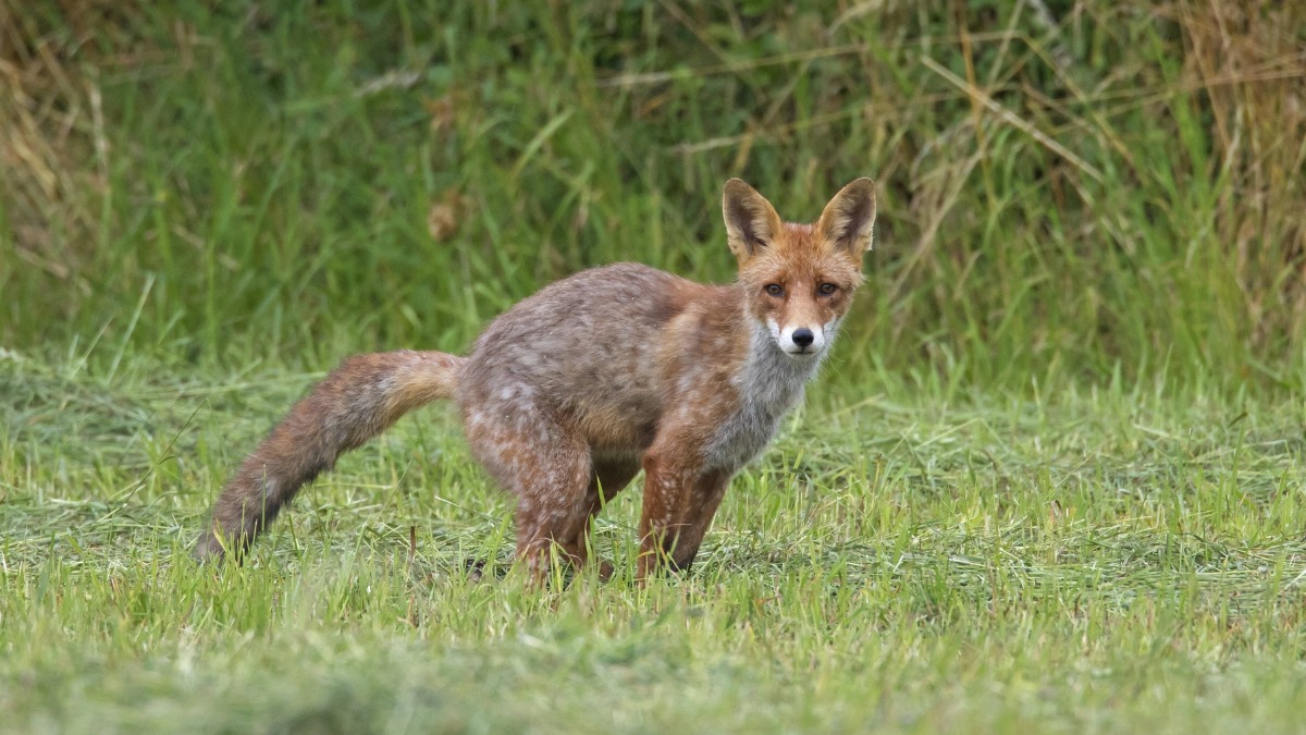 Ein Fuchs in einem Garten hinterlässt Kot.