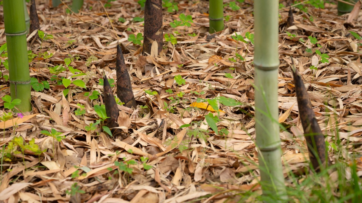 Bambus-Rhizome stoßen durch die Erde
