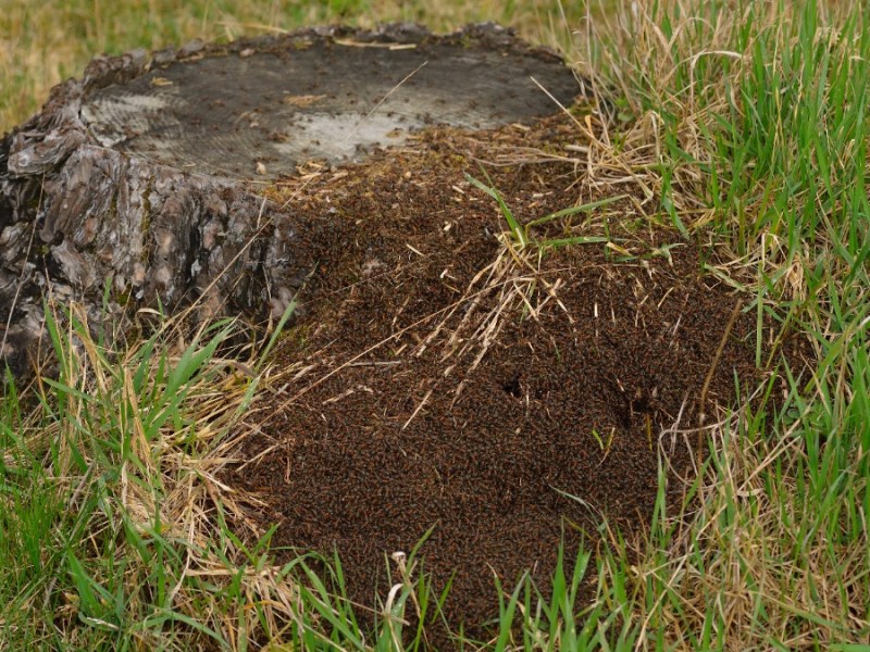 Rote Waldameisen im Garten: umsiedeln oder nicht?