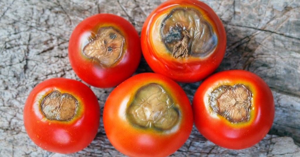 5 rote Tomaten, die von der Blütenendfäule betroffen sind