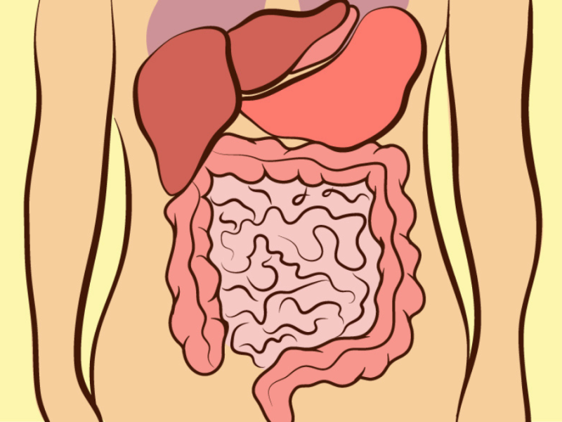 Eine Illustration der Organe eines menschlichen Körpers vor gelbem Hintergrund.