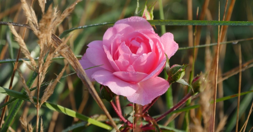 Rosa Rose mit Tautropfen blüht zwischen Gräsern, Ende Oktober