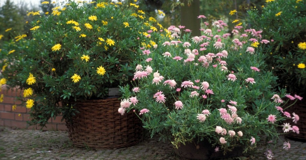 blühende Margeriten im Topf