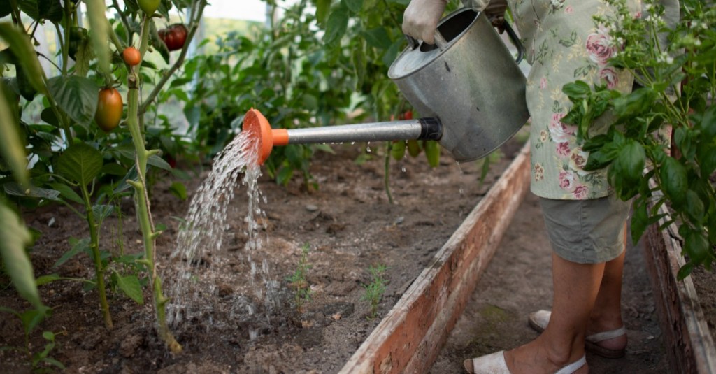 Frau gießt Tomatenpflanzen mit einer Gießkanne
