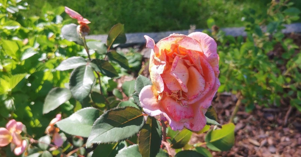 verblühte Rose im Garten