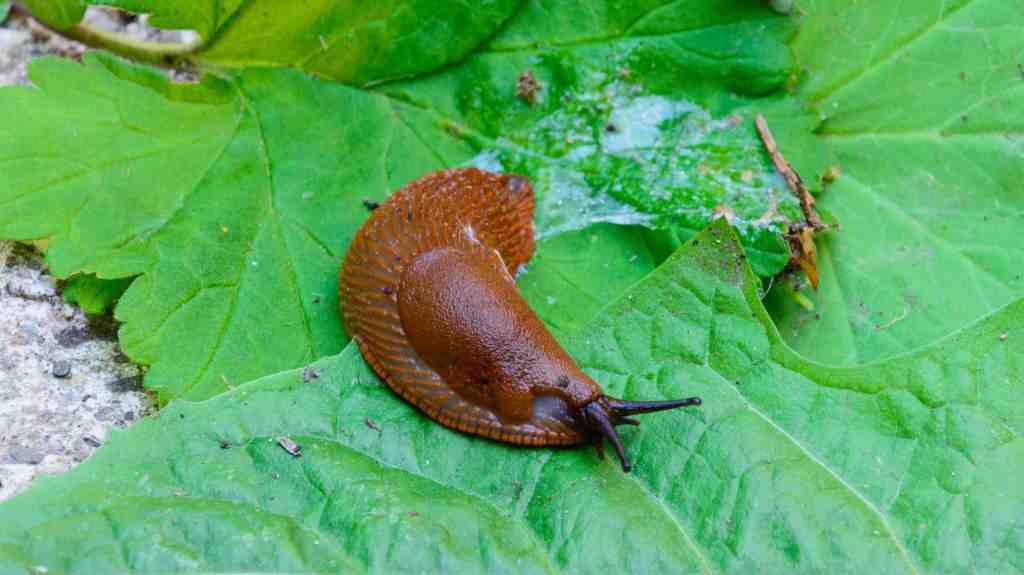 Nacktschnecke hinterlässt Schleimspur auf einem Blatt.