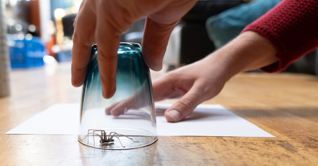 Spinne wird mit einem Glas eingefangen