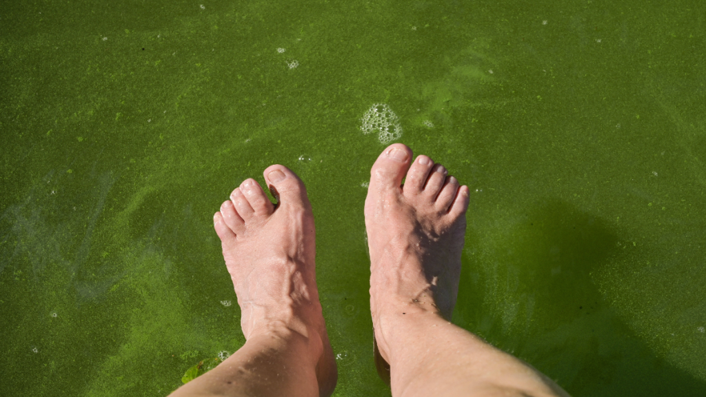 Grüner Schleim im Wasser, darüber baumeln Füße.