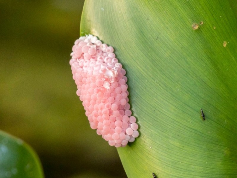 Gelege einer Apfelschnecke auf einem Blatt