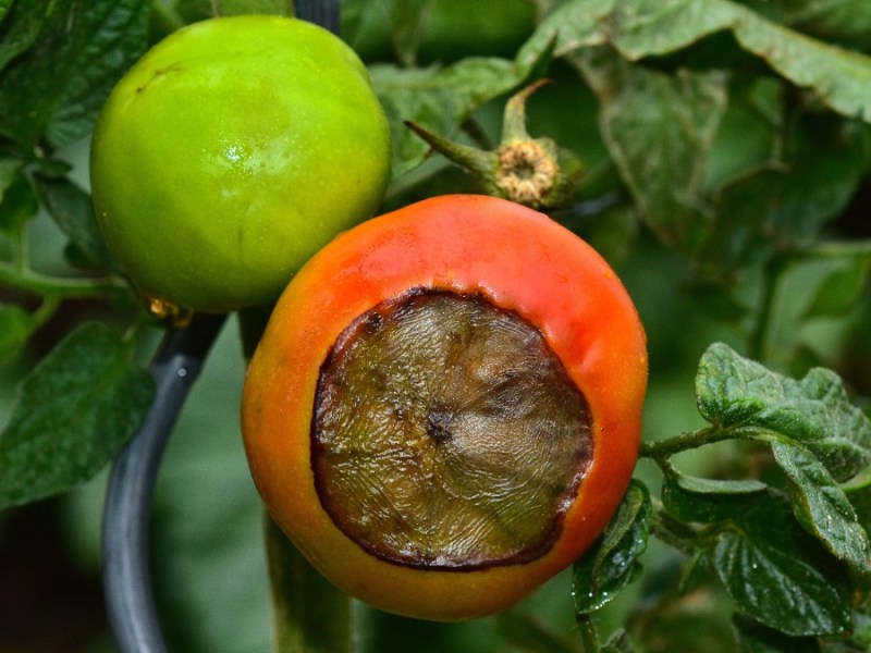 Blütenendfaeule an einer Tomate