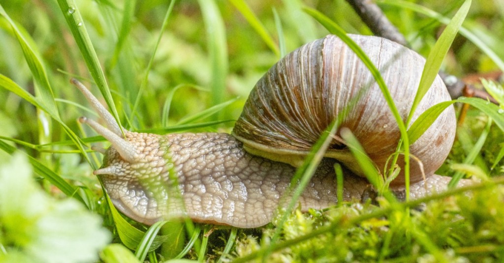 Eine Weinbergschnecke im Gras