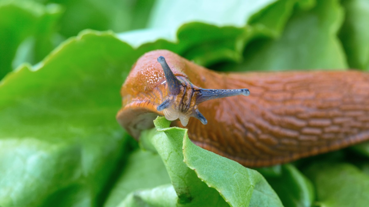 Eine Nacktschnecke knabbert an einem Salatblatt