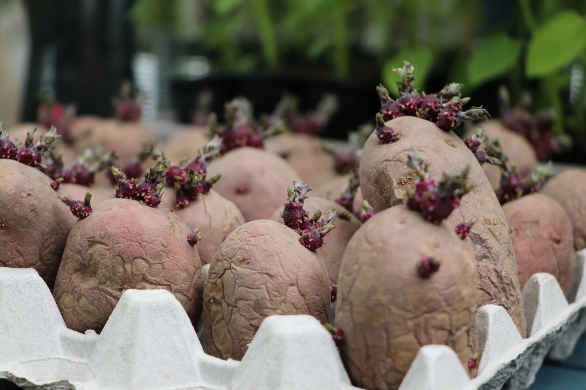 Kartoffeln werden vor dem Anbauen in einem Eierkarton zum Keimen gebracht.