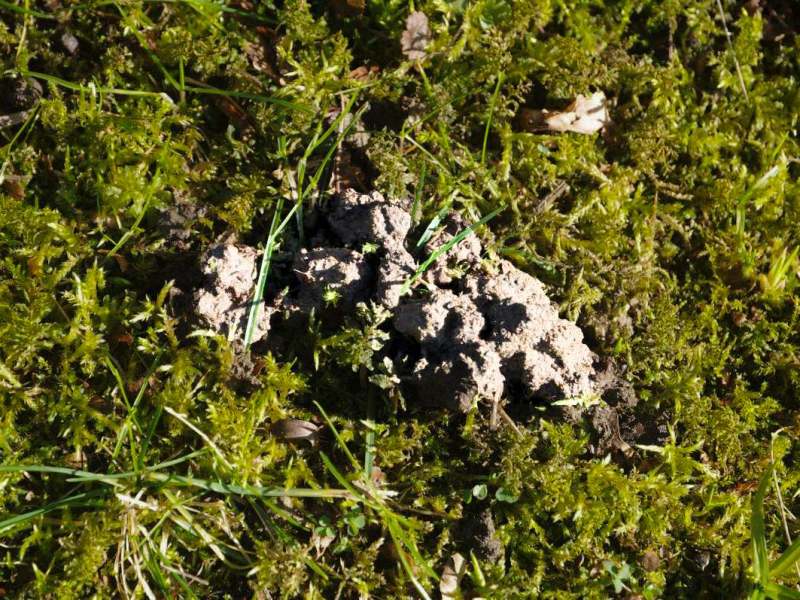 Ein Regenwurm-Haufen liegt auf einem grünen Rasen.