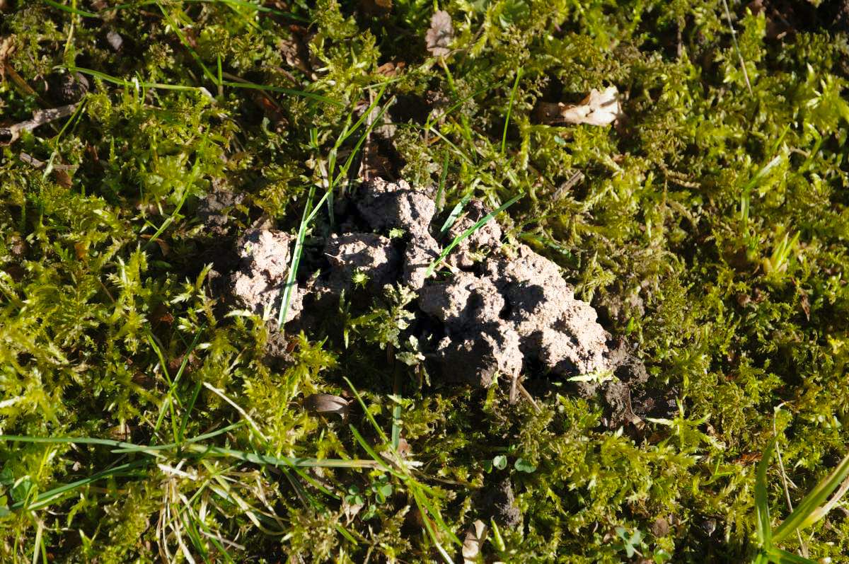 Ein Regenwurm-Haufen liegt auf einem grünen Rasen.