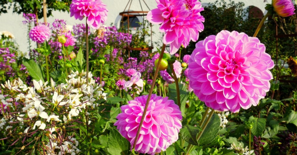 rosa gefüllte Dahlien leuchten in der Herbstsonne im Garten