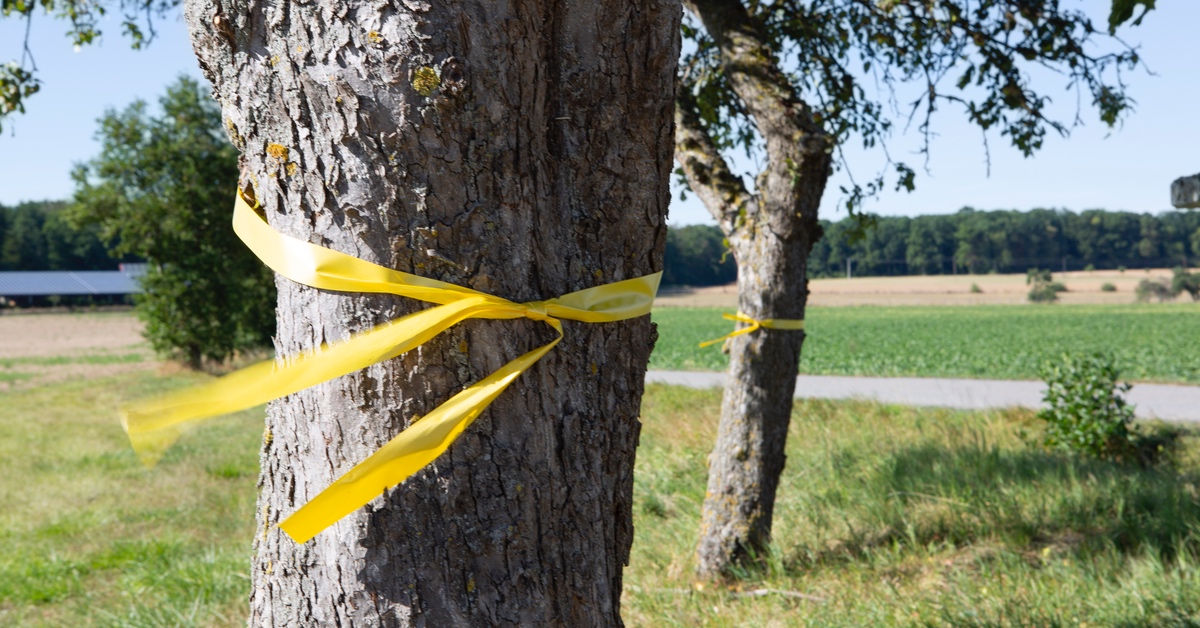 Gelbes Band an einem Obstbaum.