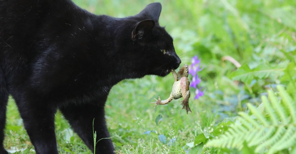 Schwarze Katze hat einen Frosch gefangen