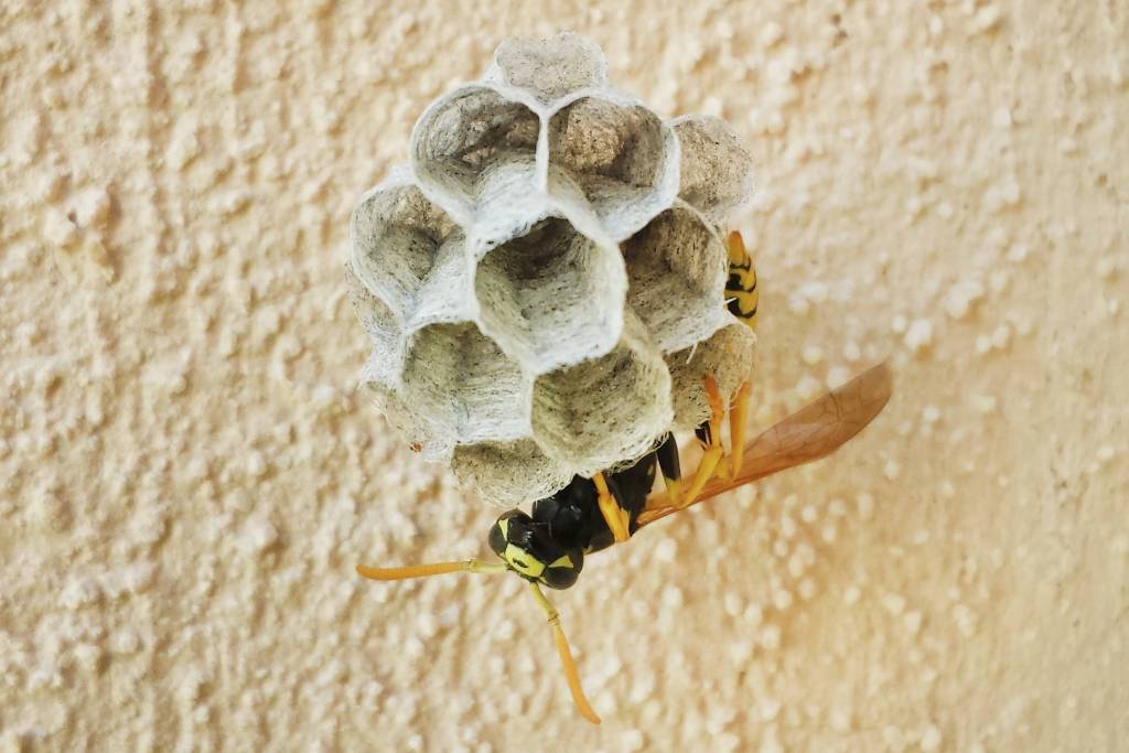 Feldwespe baut ein kleines Nest an einer Hauswand.