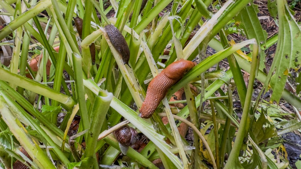 Nacktschnecken sitzen auf Gras.