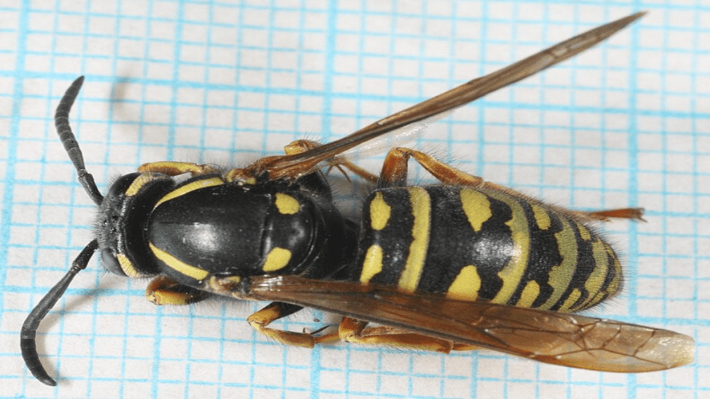 Österreichische Kuckuckswespe in Nahaufnahme. 