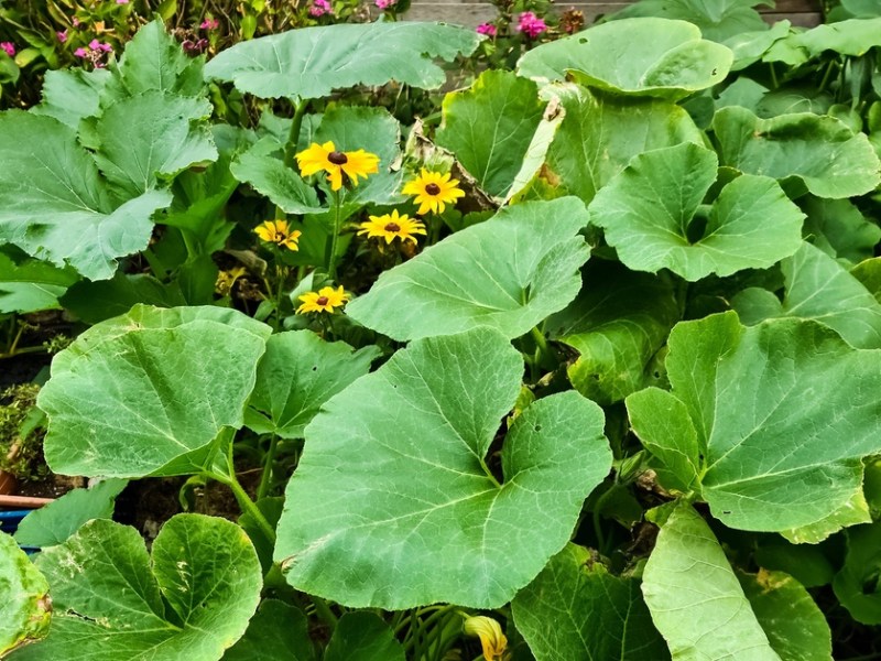 Kürbispflanzen in einem Garten.