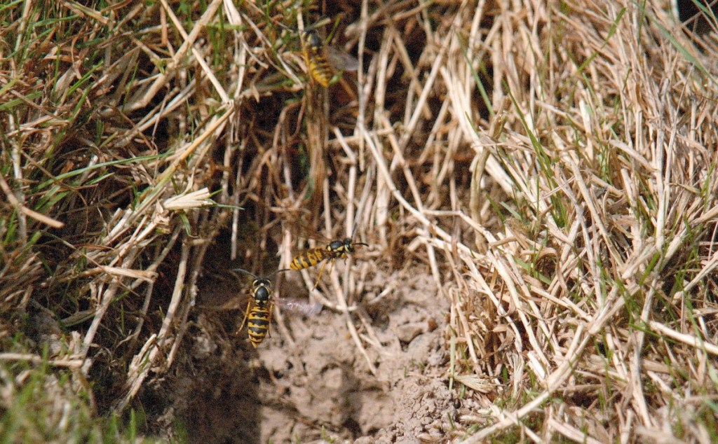 Kurzkopfwespen fliegen aus ihrem Nest in der Erde.