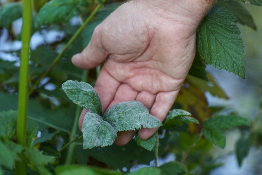 Eine Hand berührt eine mit Mehltau befallene Pflanze in einem Garten.