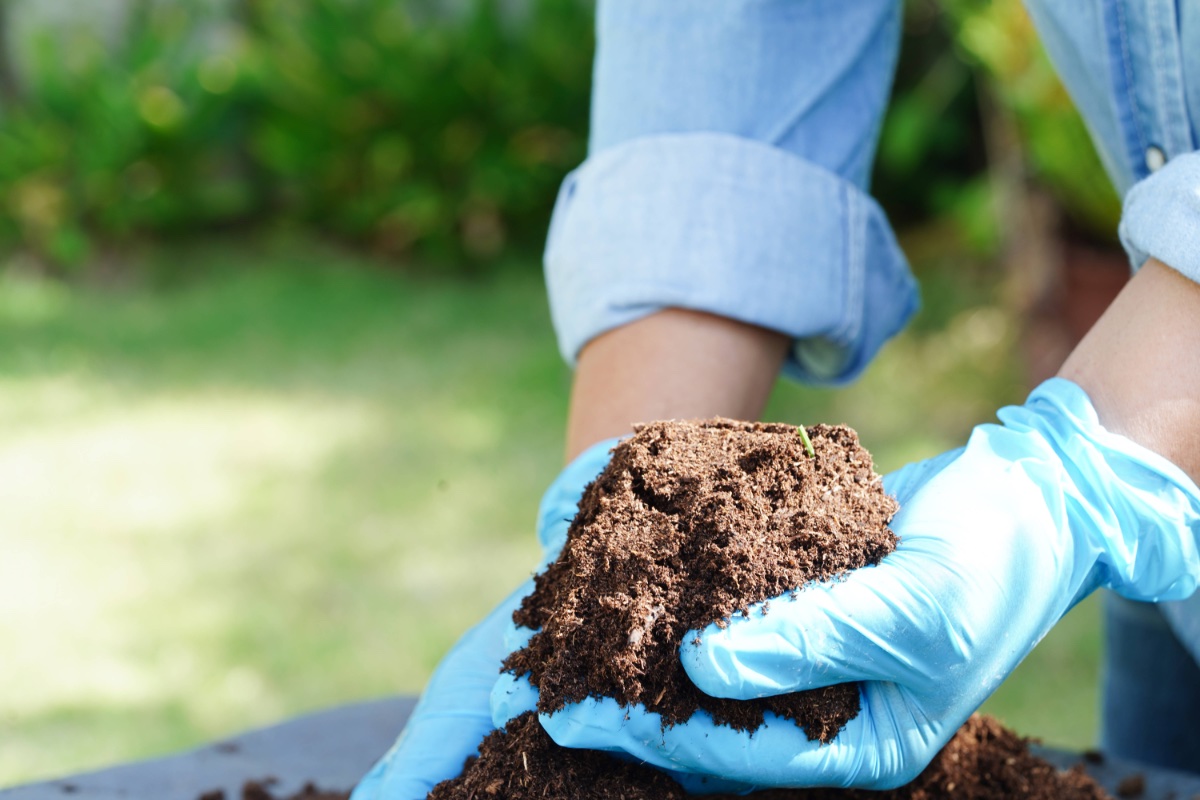 Organischer Dünger wird in einem Garten auf einem Beet verteilt.