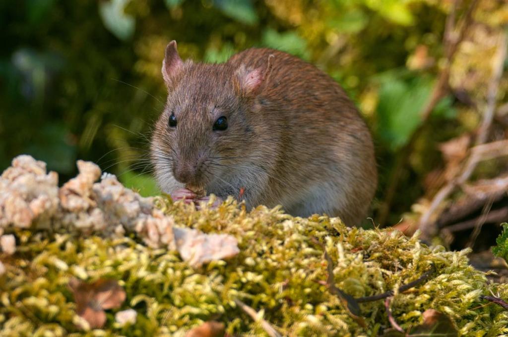 Eine Wanderratte sitzt zwischen Moos und Gräsern.