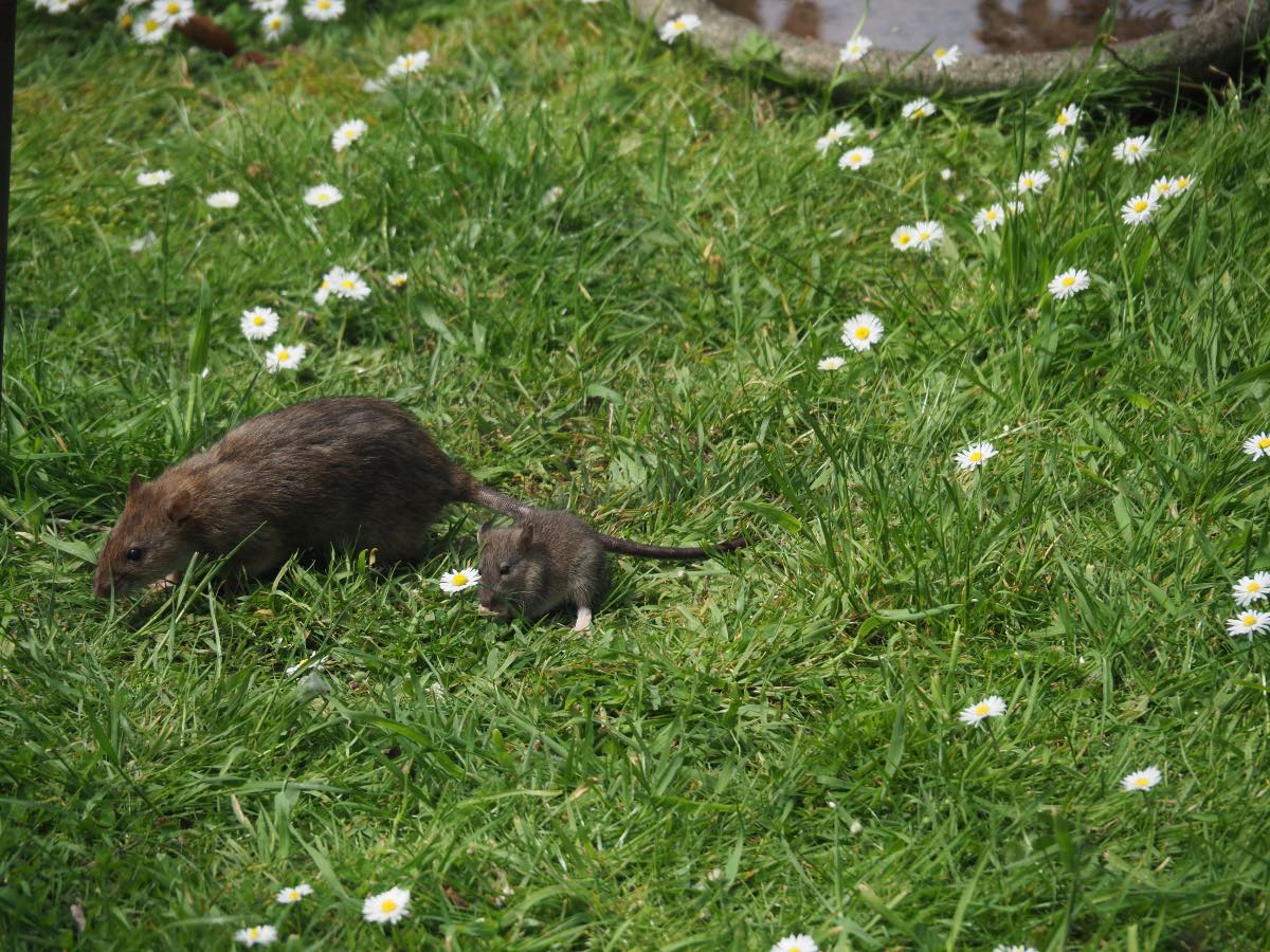 Eine Ratte in einem Garten läuft mit ihrem Baby über eine Wiese.