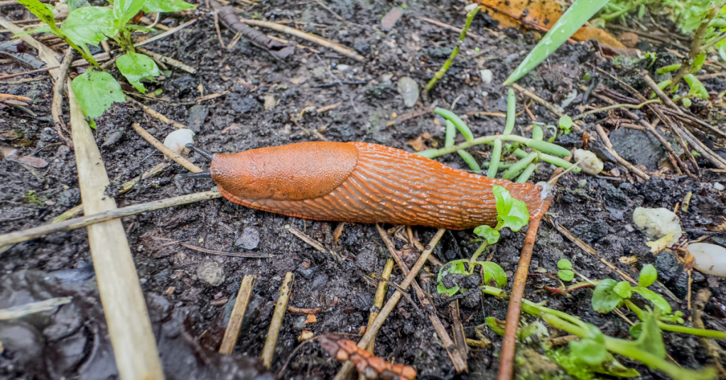 Eine Nacktschnecke kriecht über Erde.